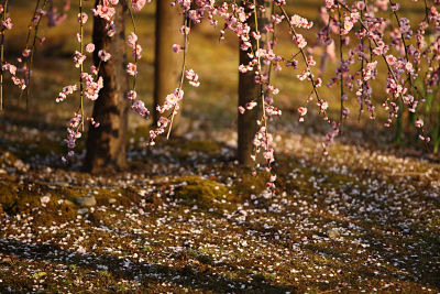 Plum Japan photo par Mrhayata flickr opt